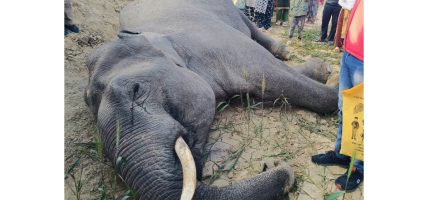 कञ्चनपुरमा जङ्गली हात्ती मृत फेला
