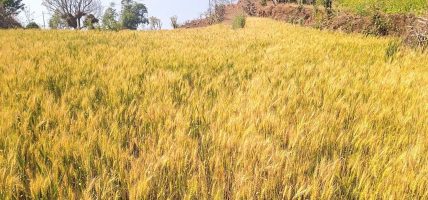 घलडाँडामा सामूहिक गहुँखेती