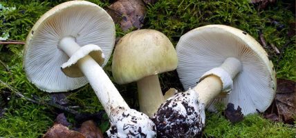 जंगली च्याउ पकाएर खाँदा एकै परिवारका १० जना बिरामी
