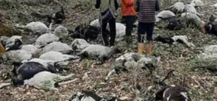 जाजरकोटमा अज्ञात रोगका कारण दुई सय भन्दा बढी भेडा मरे
