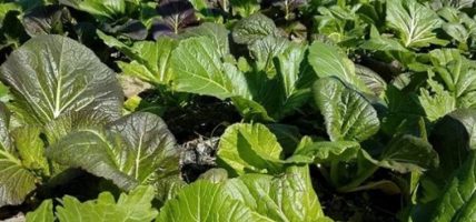 विषाक्त रायो साग! कालीमाटीमा फेरि भेटियो अत्यधिक विषादीयुक्त रायो साग
