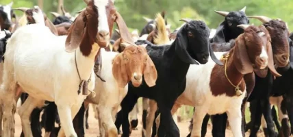 दसैँमा खाद्यले खसीबोका नबेच्ने, अनलाइन मार्फत ‘अर्डर’ गर्नेको फिर्ता गरिने