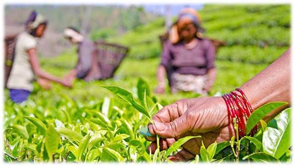 १९ दिनपछि खुल्यो नेपाली चिया निर्यातको बाटो