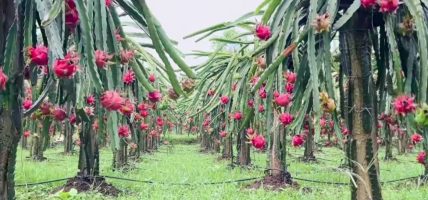 ड्रागन फ्रुट महोत्सवमा १० मेट्रिकटन बिक्री