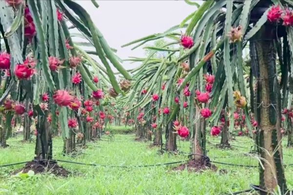 ड्रागन फ्रुट महोत्सवमा १० मेट्रिकटन बिक्री