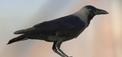 उपत्यकामा बर्डफ्लु फैलिनुमा काग मुख्य कारक, नियन्त्रण चुनौतीपूर्ण