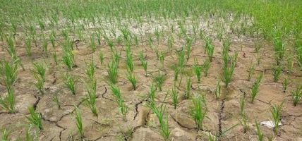 वर्षाको प्रतीक्षामा किसान, खेतमा सुक्दै धान