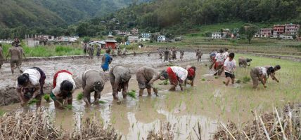 सिँचाइ विस्तारमा अपेक्षित प्रगति भएन, किसान अझै वर्षाको भरमा
